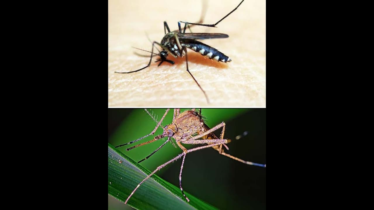 World Mosquito Day 2023 World Mosquito Day 2023