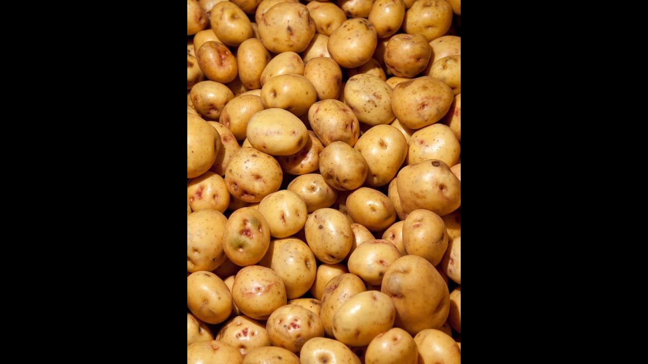 potato potato