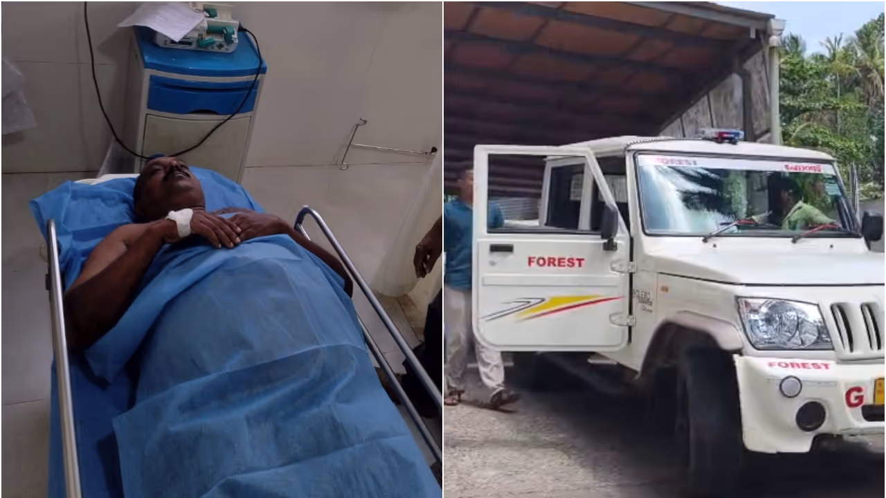 wild gaur attack wild gaur attack