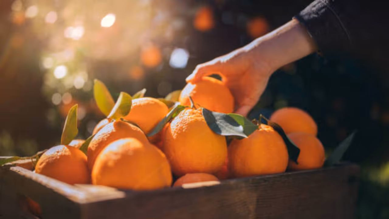 oranges oranges