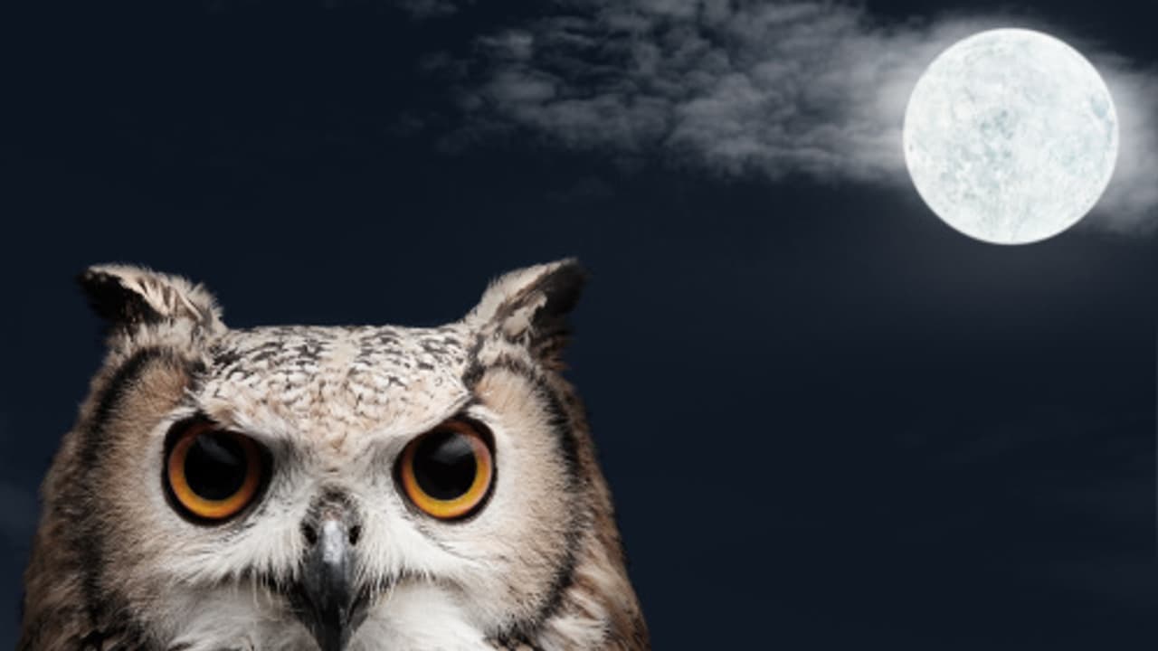 Know how auspicious or inauspicious the white owl the vehicle of Maa Lakshmi is bsm