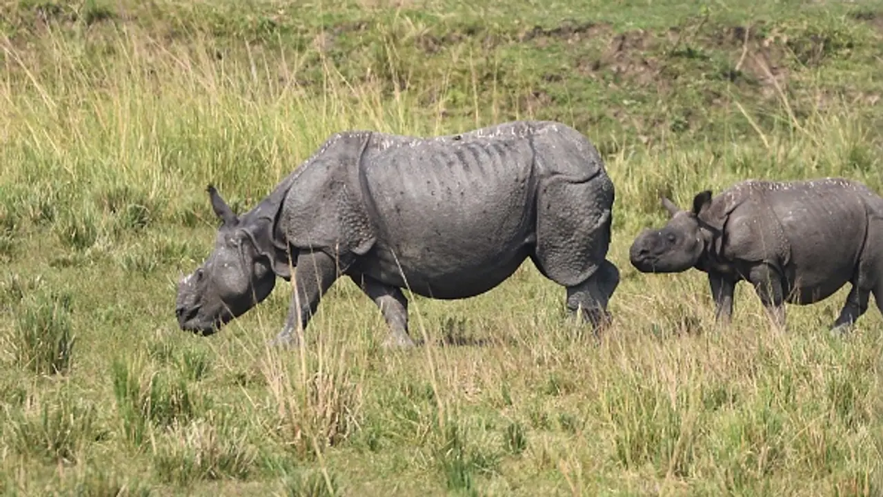Auditor Uncovers CAG Report That Saved Kaziranga’s Rhinos Auditor Uncovers CAG Report That Saved Kaziranga’s Rhinos