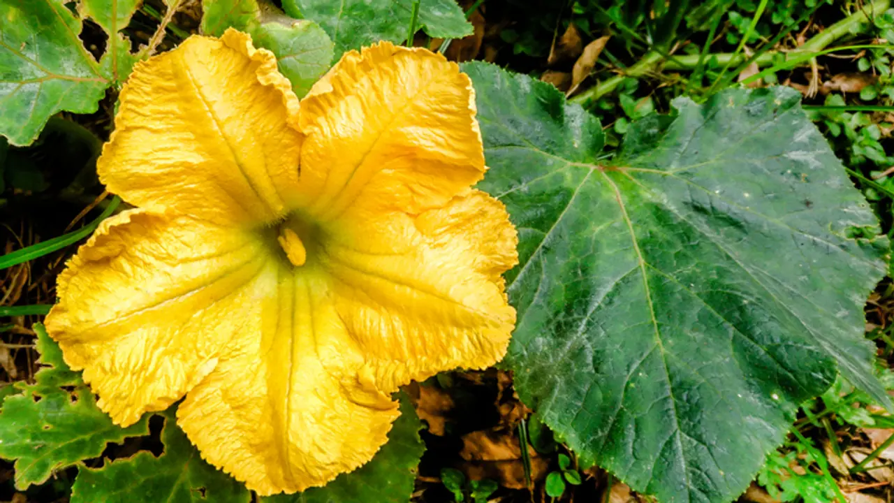 Pumpkin Flower Pumpkin Flower
