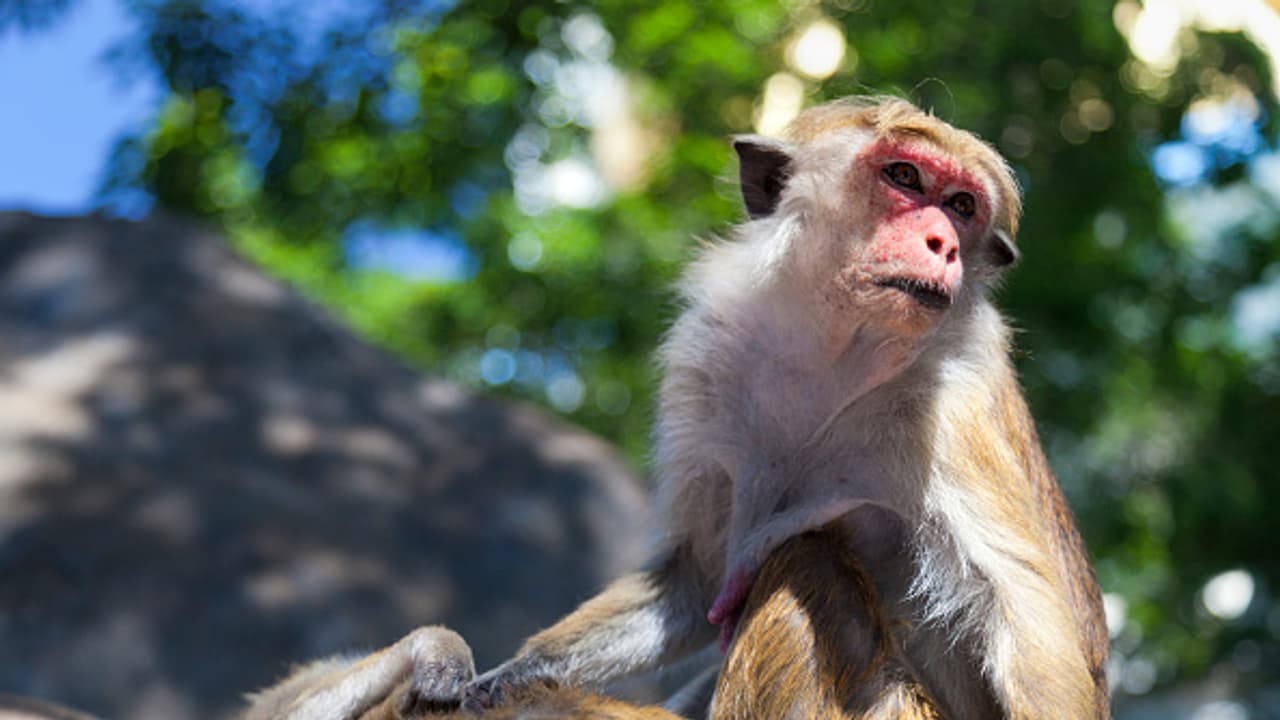 Sri Lanka confirms Chinese company request for exporting one lakh endangered monkeys 