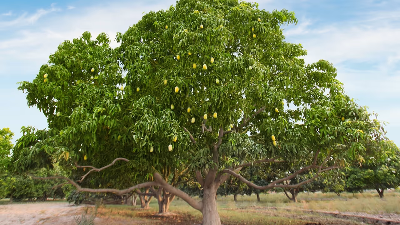 mango tree