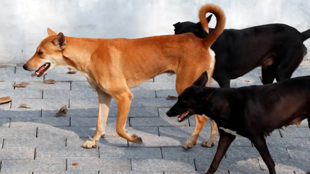 Street Dog Spreading Disease 