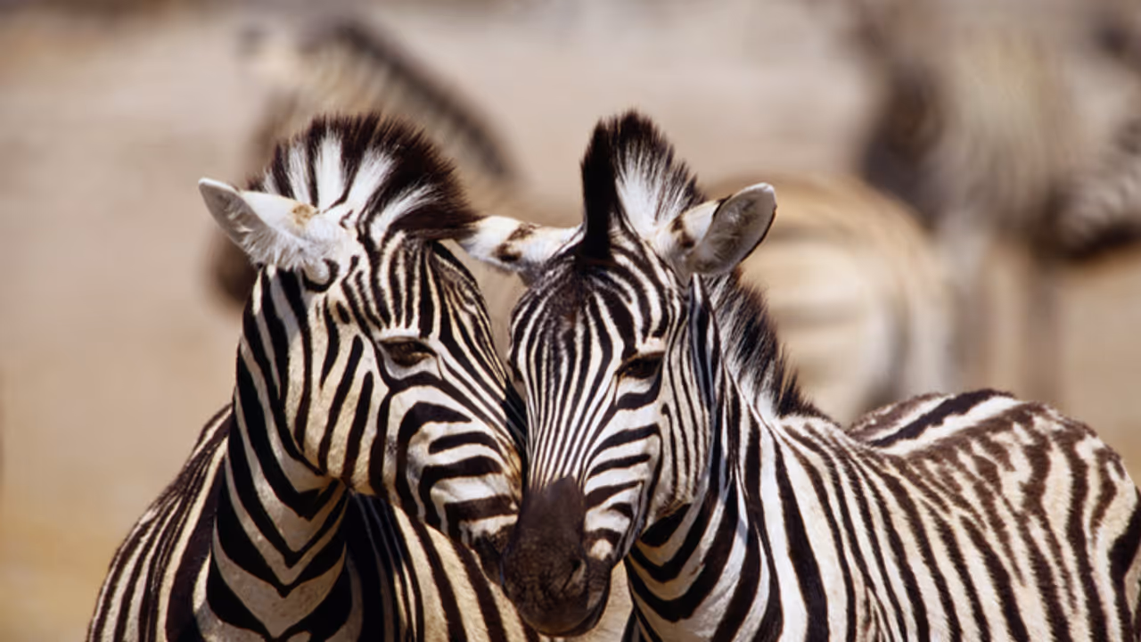 Zebra Zebra