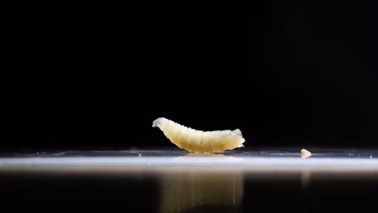 New World Screworm New World Screworm