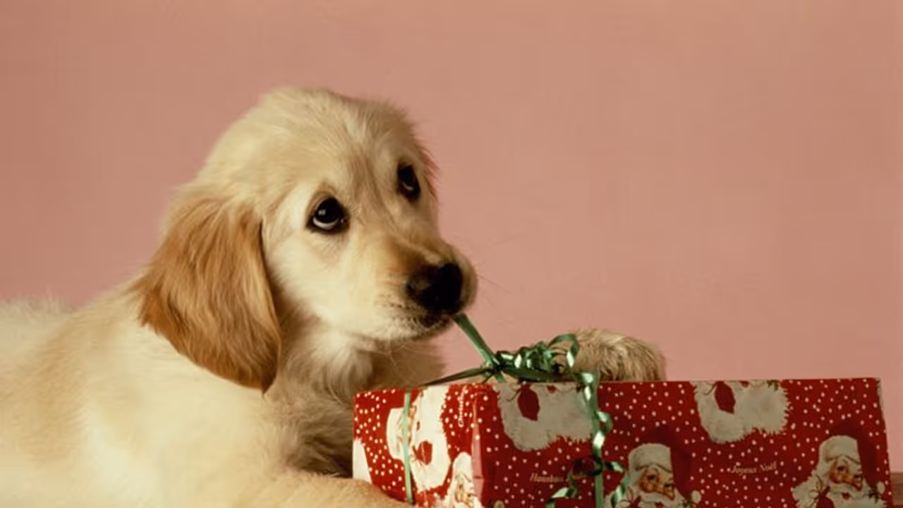 Pet dog gifts Pet dog gifts