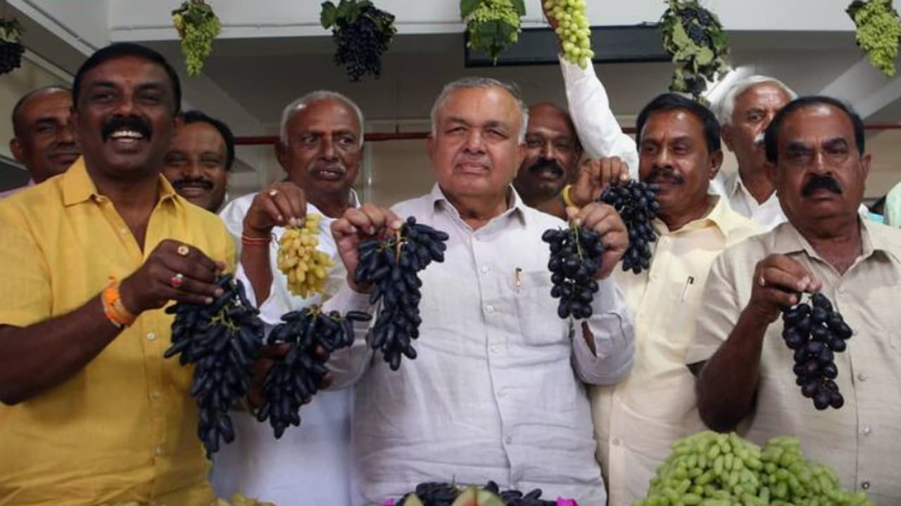 ದ್ರಾಕ್ಷಿ ಕಲ್ಲಂಗಡಿ ಮೇಳ ದ್ರಾಕ್ಷಿ ಕಲ್ಲಂಗಡಿ ಮೇಳ