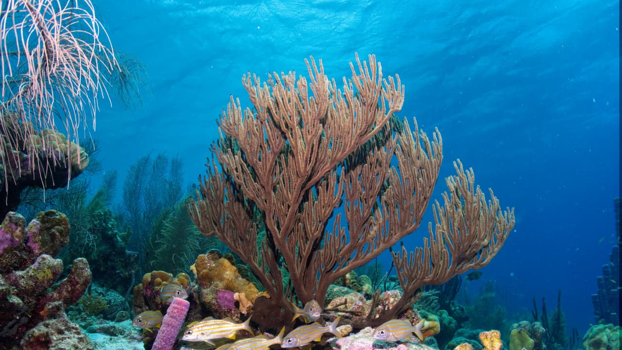 Coral reef