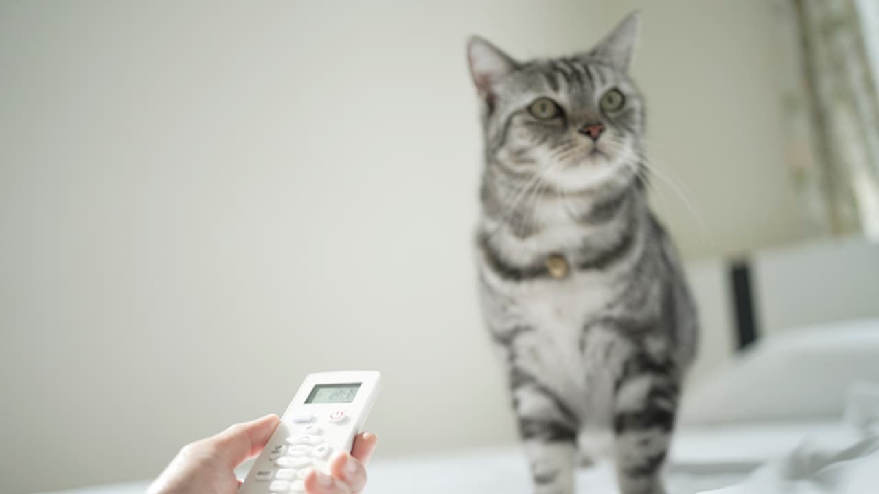 AC room share with Pet