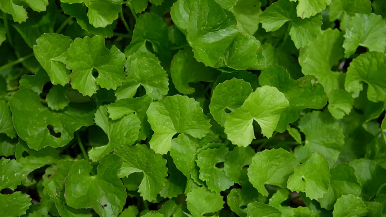 Thankuni leaf Thankuni leaf