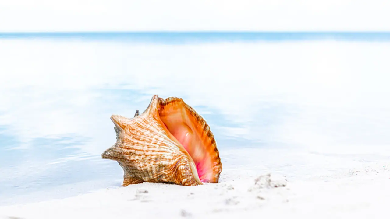 Conch