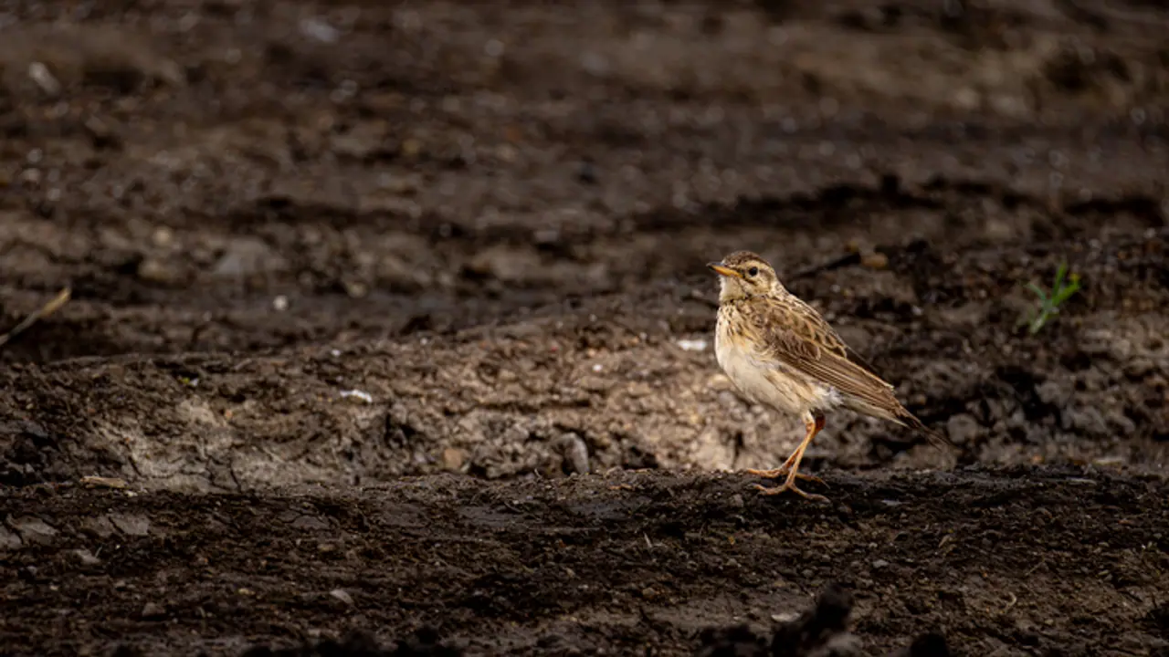 Climate change   Birds