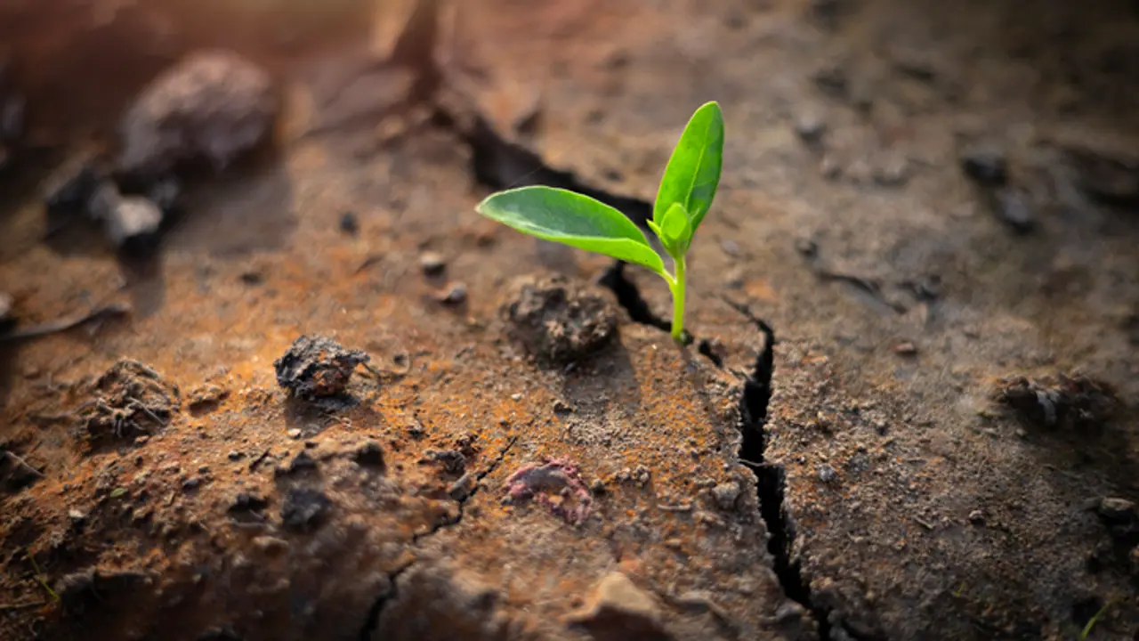 Climate Crisis survival