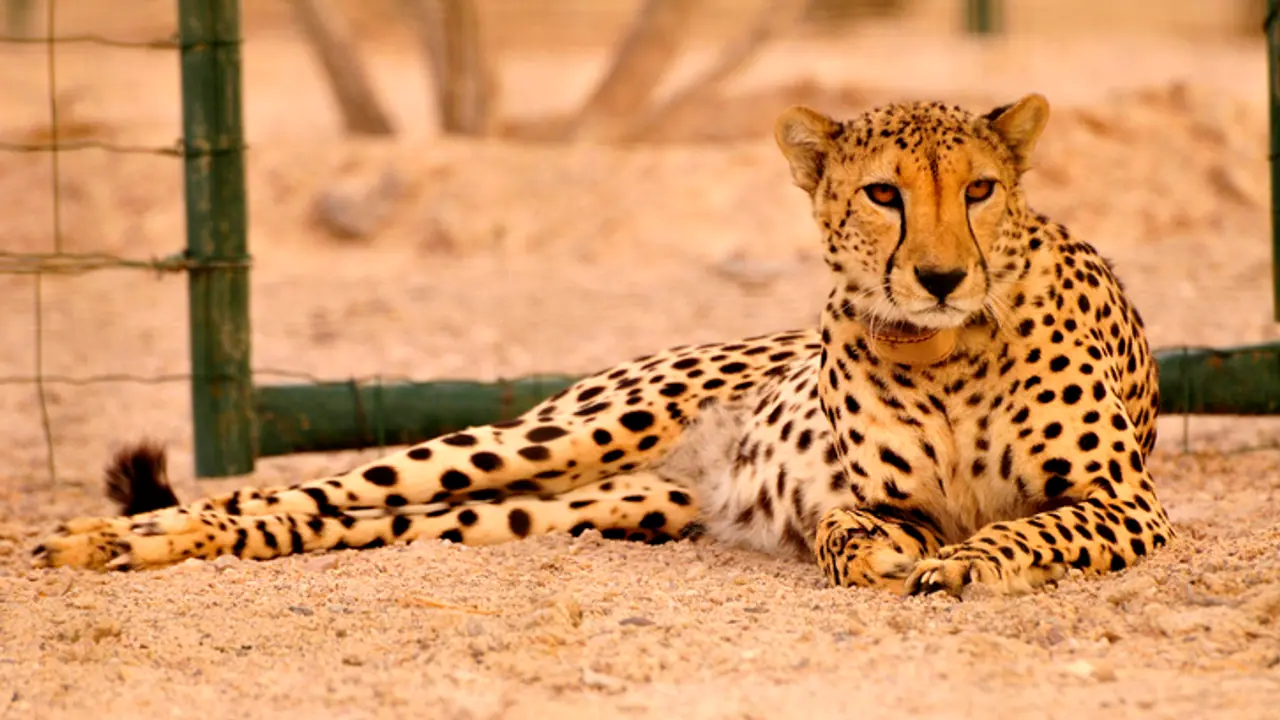 Cheetah (File Photo)