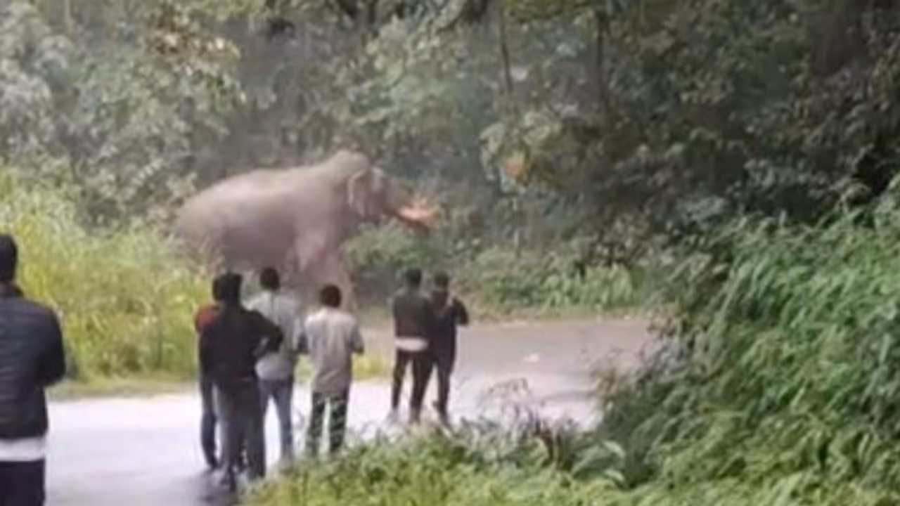 wild elephant
