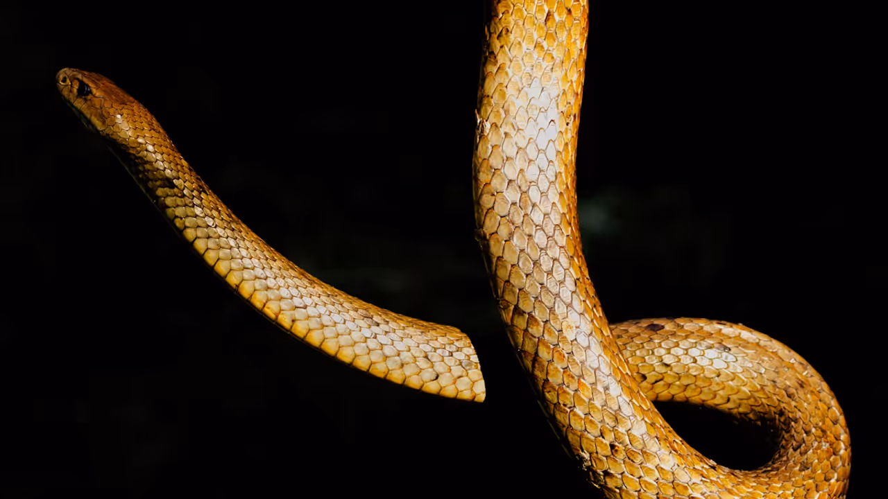 Snake Body Snake Body