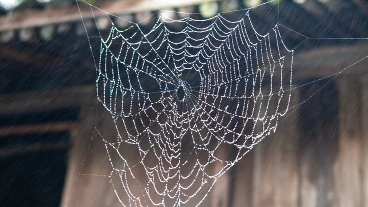 Spider net Spider net