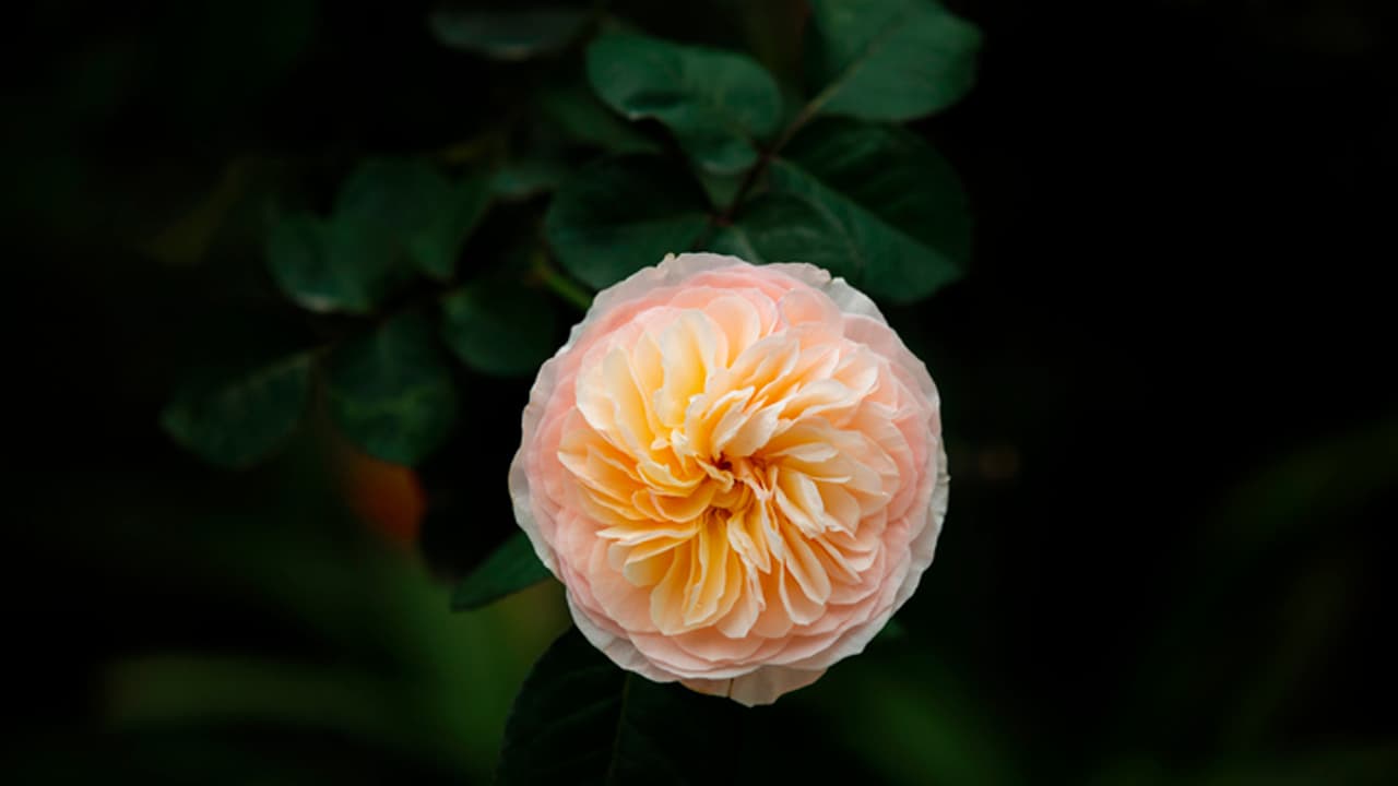 Juliet Rose Juliet Rose