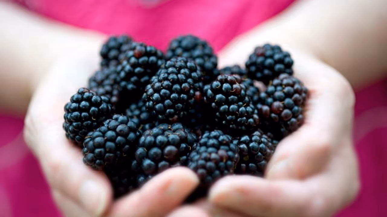 Blackberries