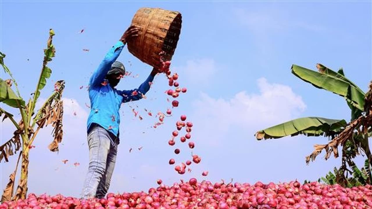 mumbai news, Onion farmers not satisfy with ₹300 ex gratia mumbai news, Onion farmers not satisfy with ₹300 ex gratia