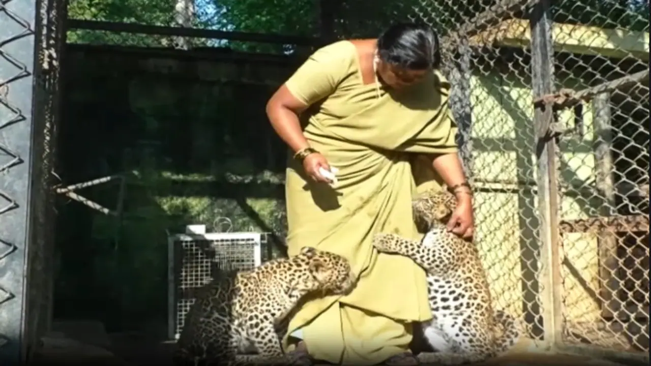 savitramma bannerghatta national park savitramma bannerghatta national park