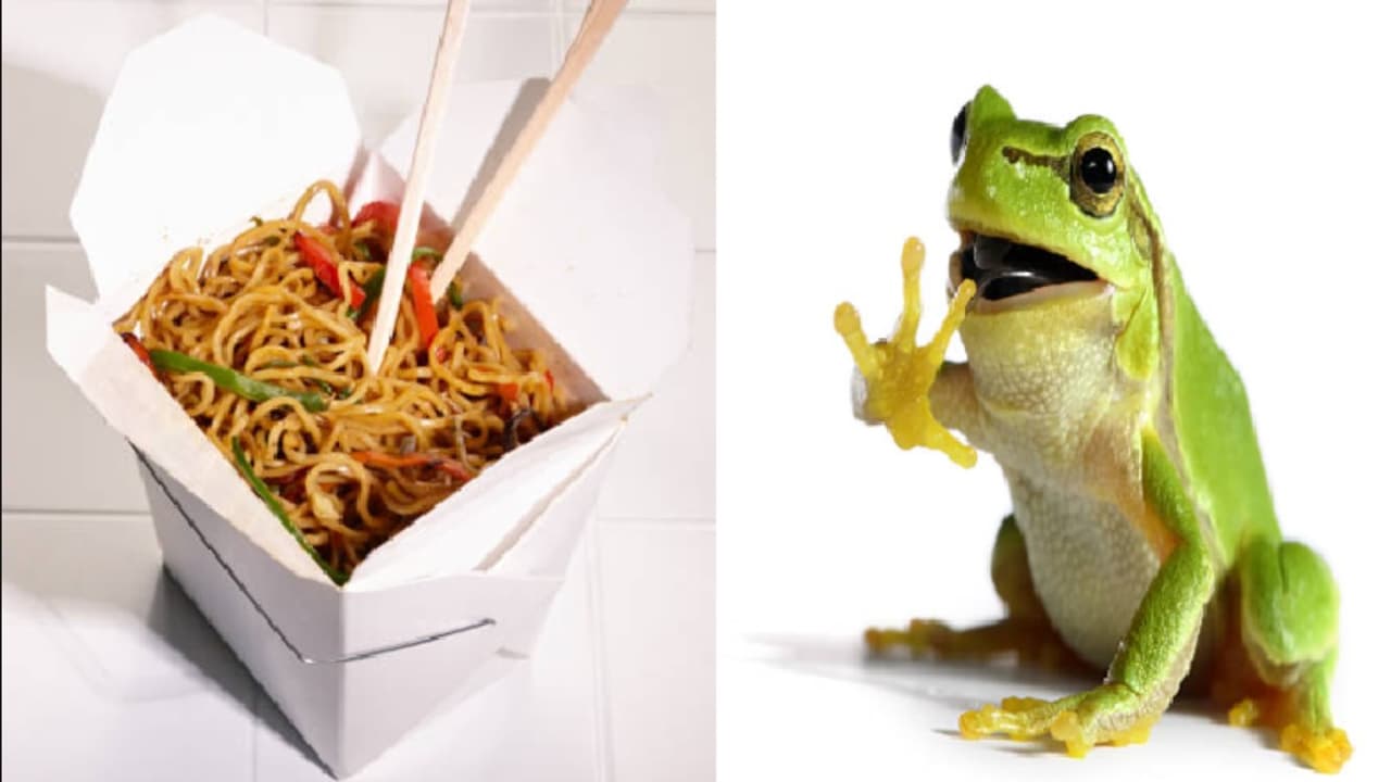 frog noodles frog noodles