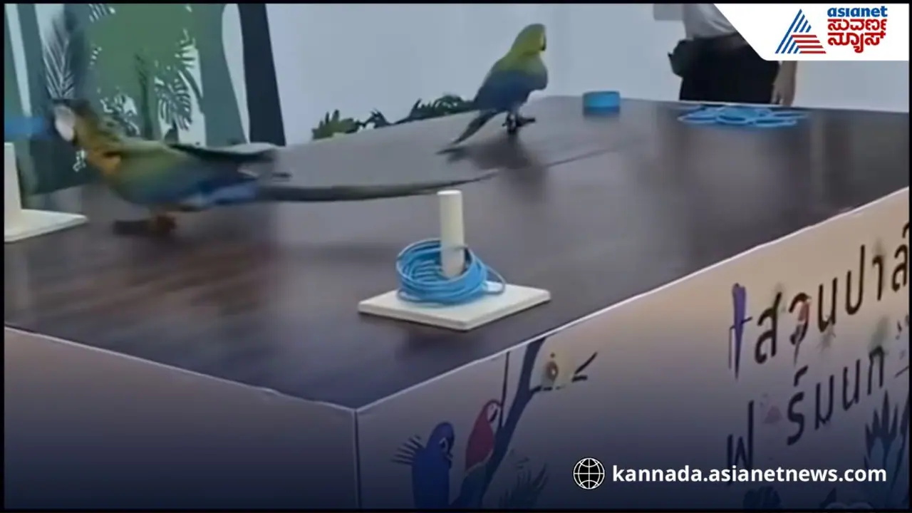 Smart parrot