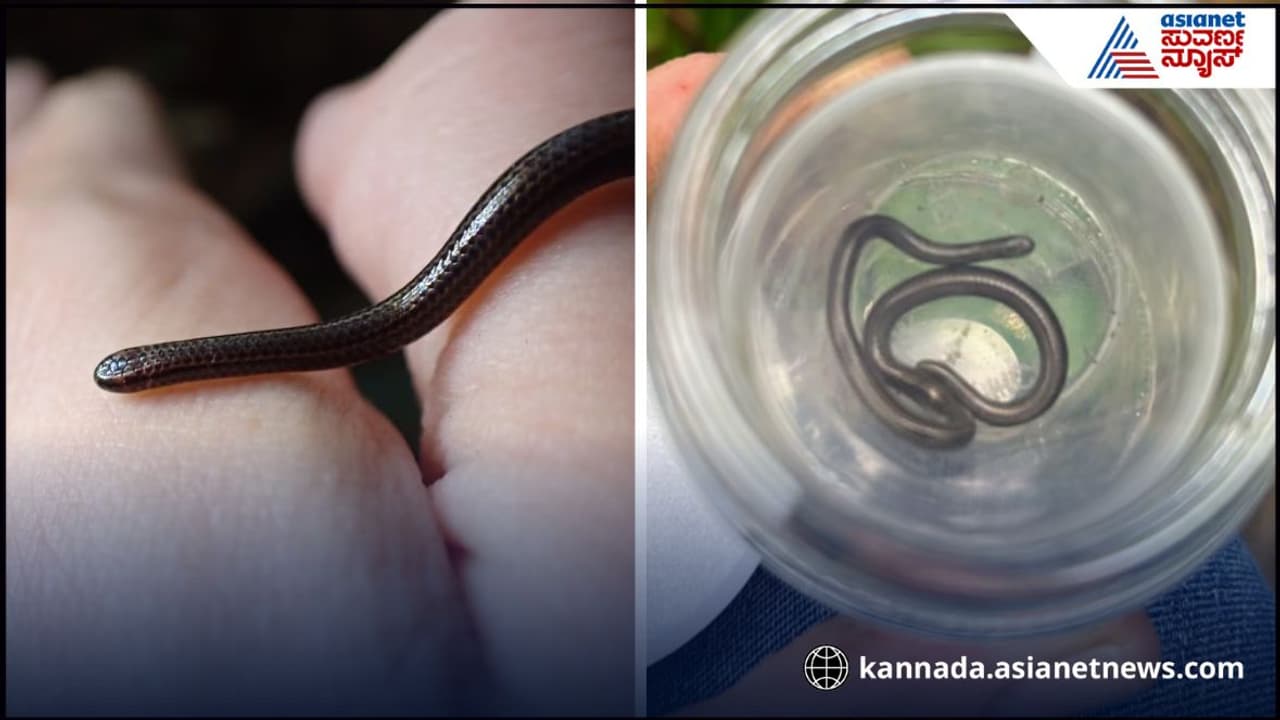 smallest snake