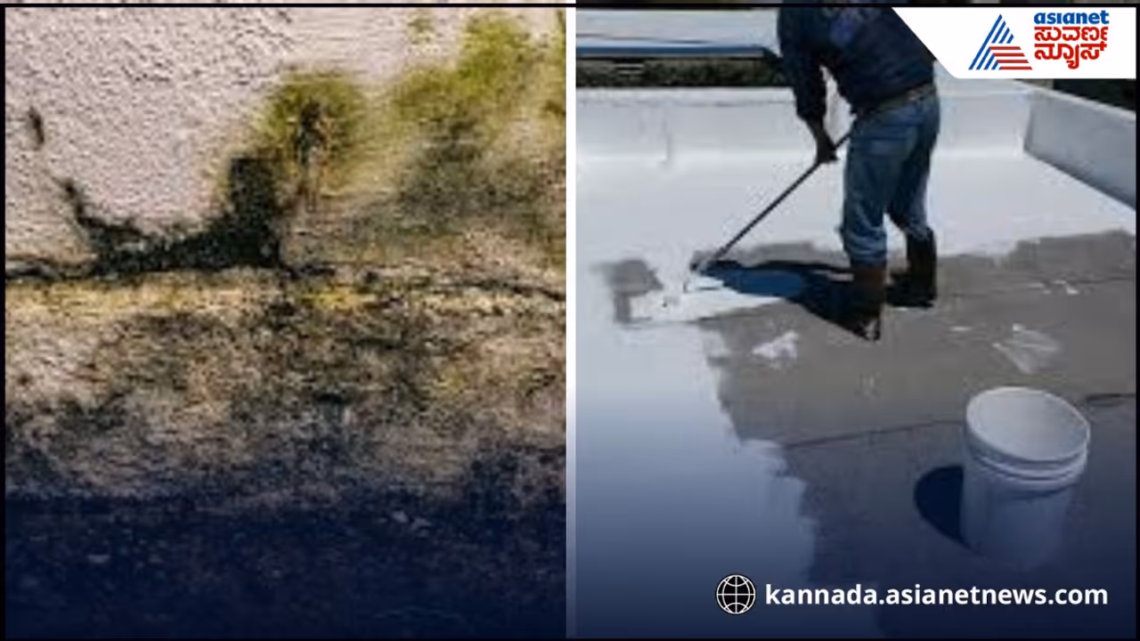 Remove moss Remove moss