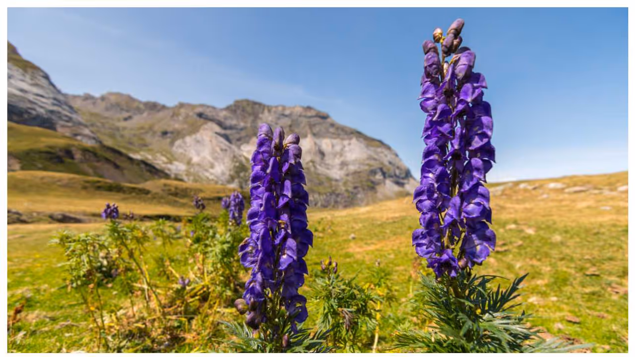 wolfsbane wolfsbane