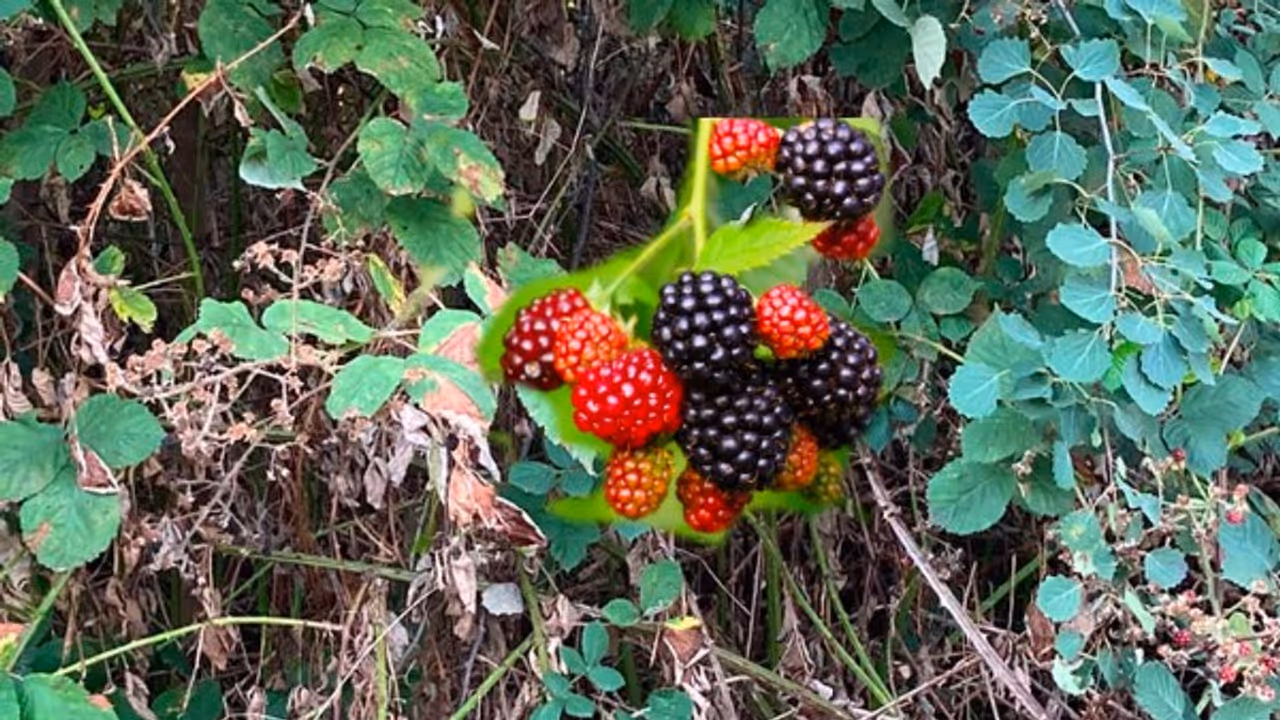 berry berry