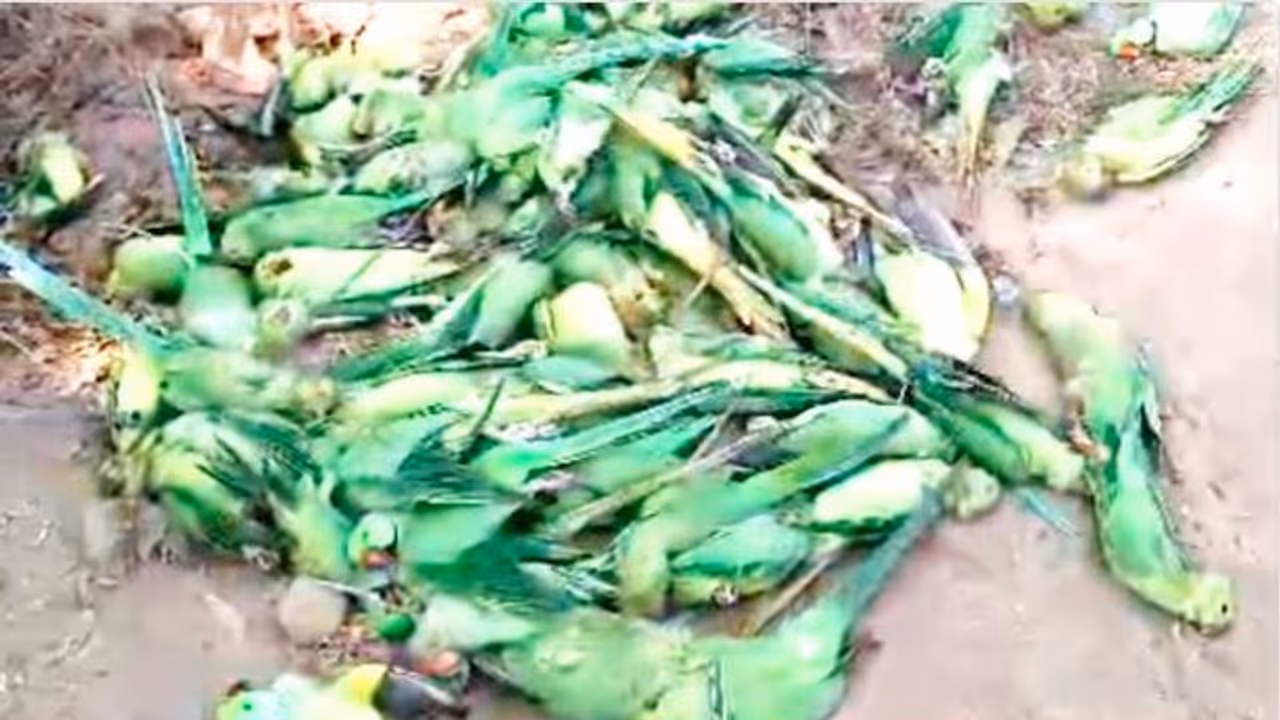 200 Parrots Die Of Food Poisoning 200 Parrots Die Of Food Poisoning