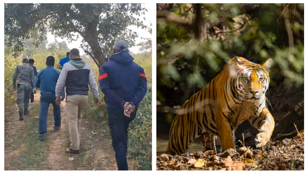 Finally tigress Zeenat was caged in Bankura bsm Finally tigress Zeenat was caged in Bankura bsm