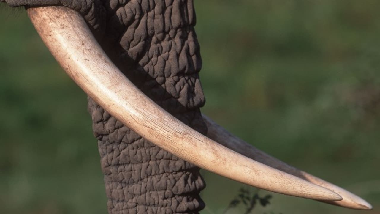 Elephant Tusk Elephant Tusk