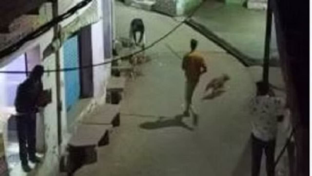 Agra Crime Dog beaten Agra Crime Dog beaten