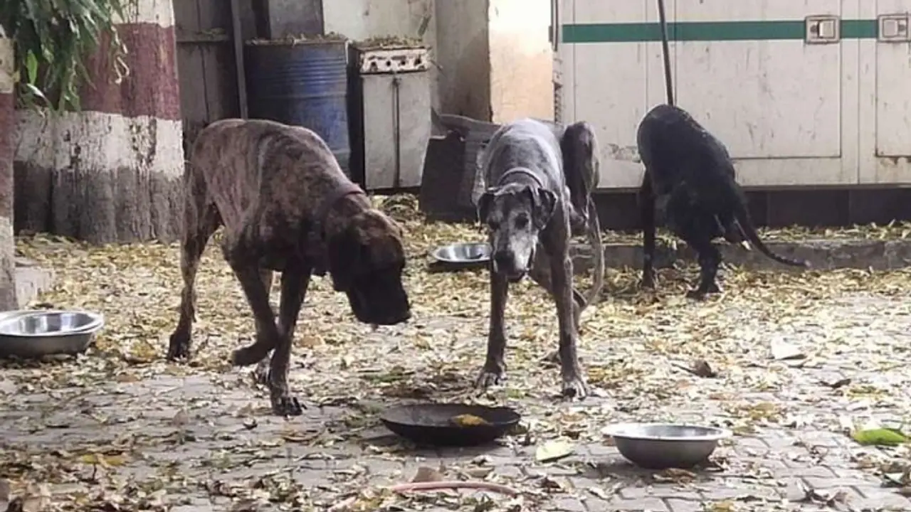 atiq's dog atiq's dog