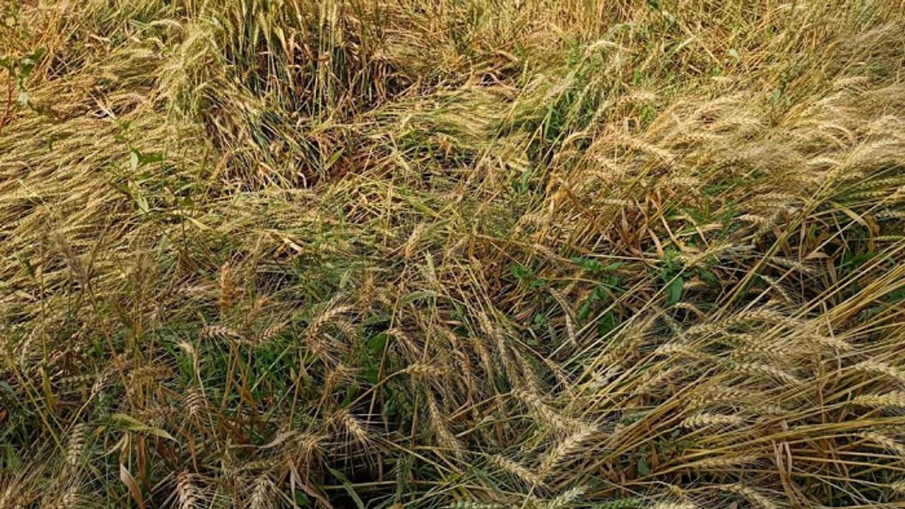 up farmers up farmers