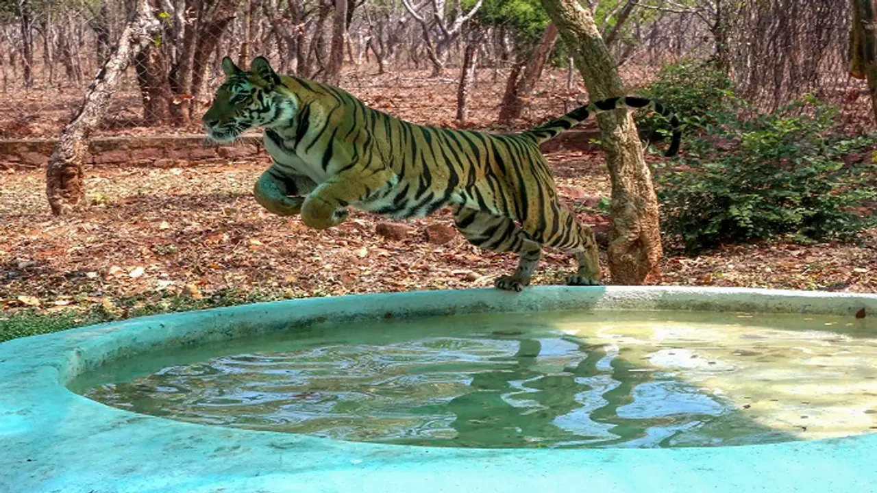 tiger demo pic tiger demo pic