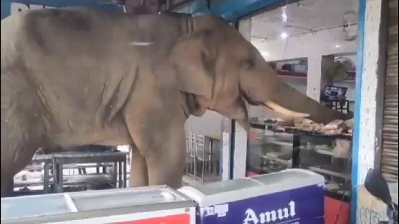 elephant viral video elephant viral video