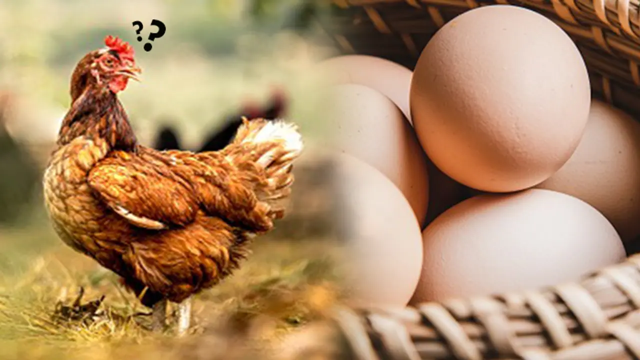 egg or chicken what came first Scientists claim they have solved the complex puzzle egg or chicken what came first Scientists claim they have solved the complex puzzle