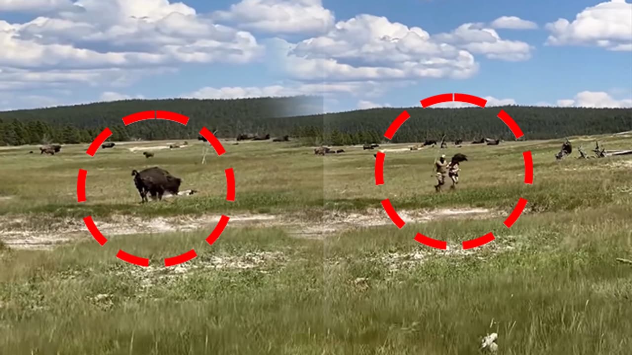 Watch the viral video of bull chasing a womanwhile taking a selfie bsm