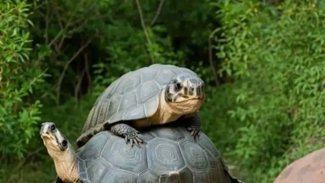 Optical Illusion Optical Illusion