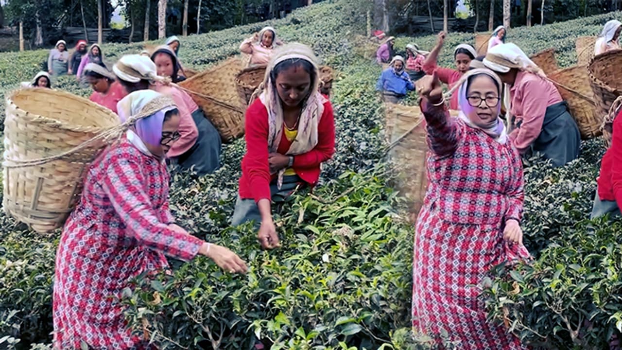 Mamata Banerjee wears Pahariya dress at Makaibari and takes tea watch video bsm Mamata Banerjee wears Pahariya dress at Makaibari and takes tea watch video bsm