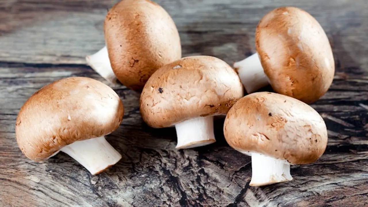 7 types of Mushrooms 7 types of Mushrooms