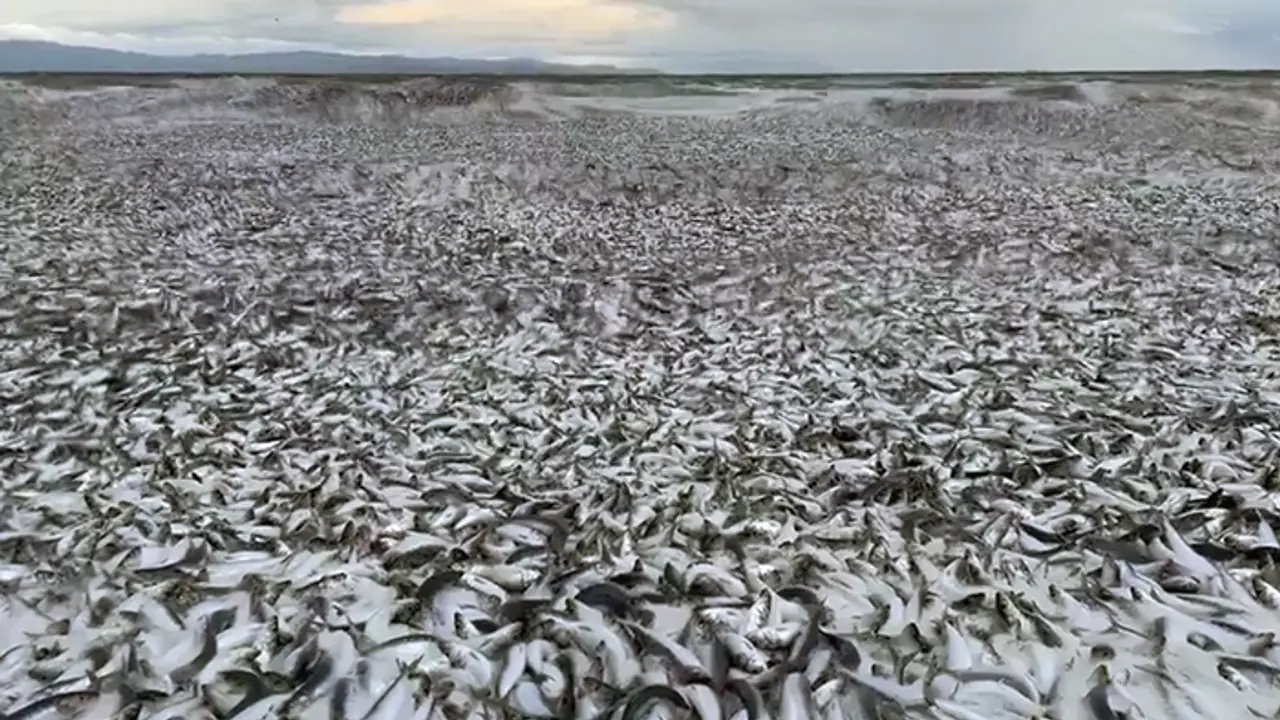 Mysterious death of thousands of fish video of Japanese beach horror goes viral bsm Mysterious death of thousands of fish video of Japanese beach horror goes viral bsm