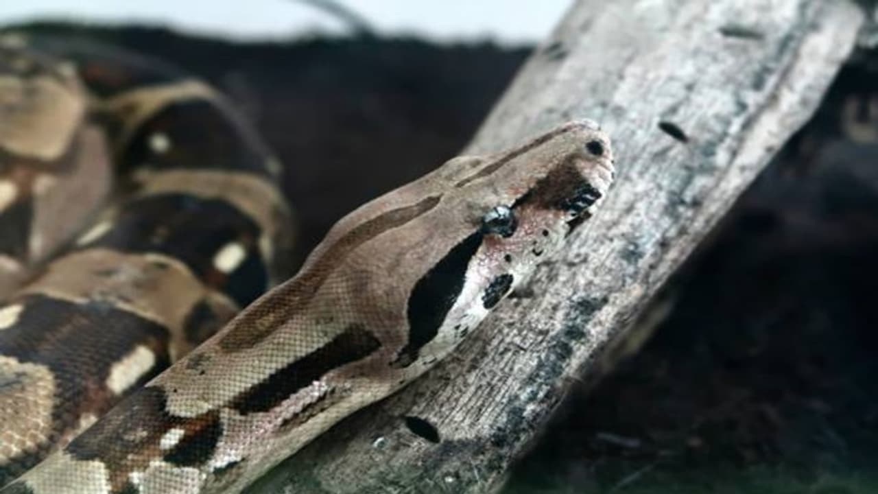 python snake python snake