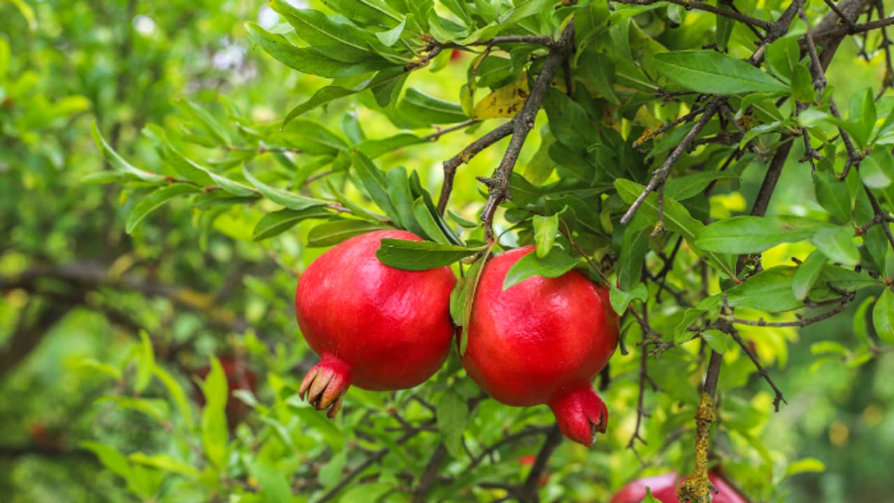 pomegranate tree 